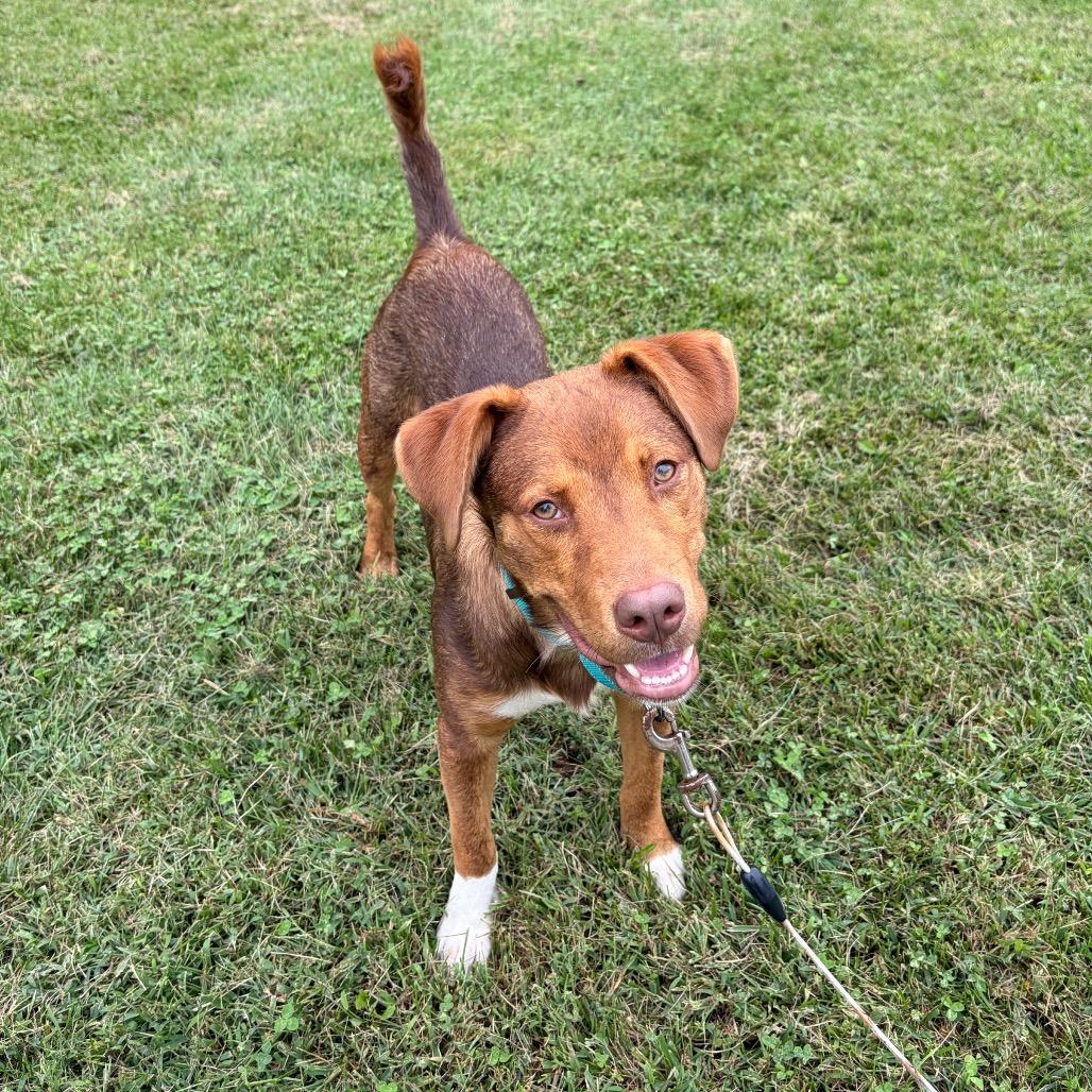 Enlarge Bear, a Adoptable mixed breed in Newark, DE image 3/6