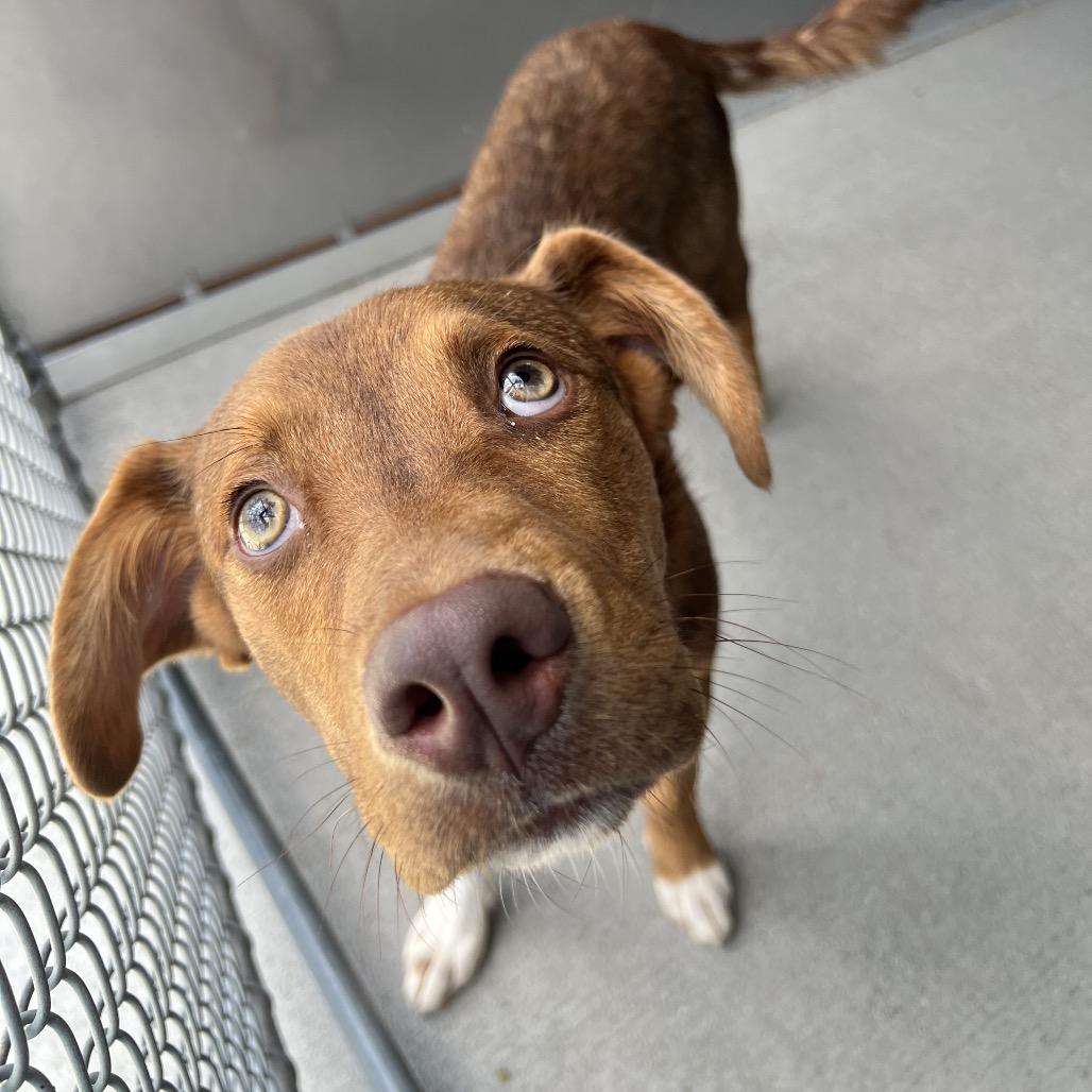 Enlarge Bear, a Adoptable mixed breed in Newark, DE image 6/6