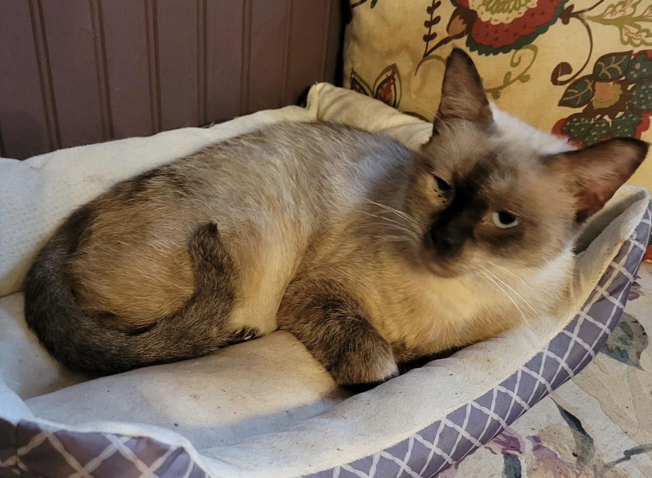Jasmine, a ADOPTABLE Siamese in Export, PA image 4/5