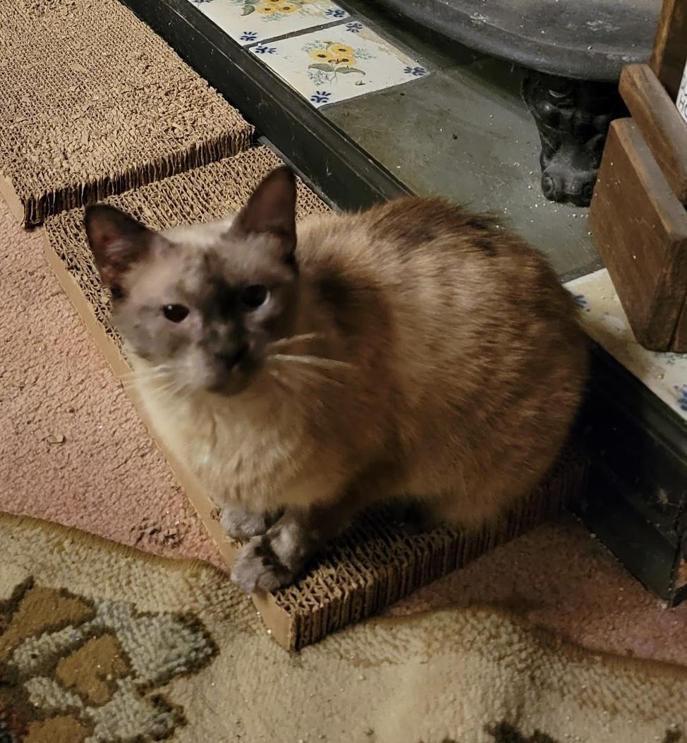 Enlarge Jasmine, a ADOPTABLE Siamese in Export, PA image 2/3