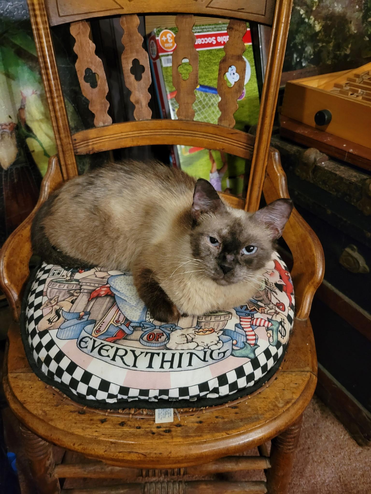 Jasmine, ADOPTABLE, Adult Female Siamese.