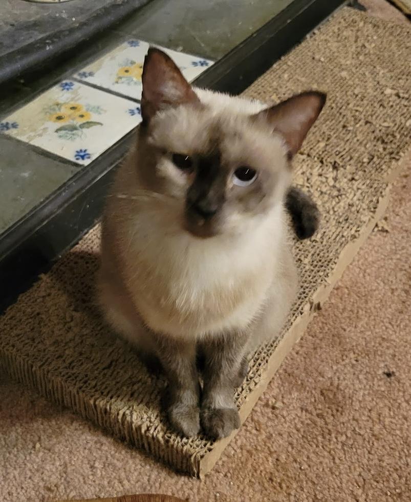 Jasmine, a ADOPTABLE Siamese in Export, PA image 5/5