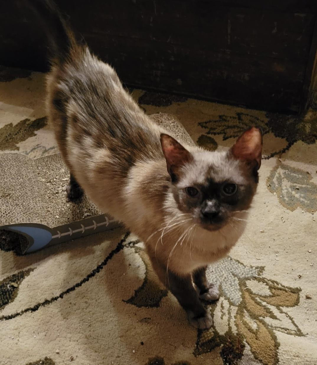 Enlarge Jasmine, a ADOPTABLE Siamese in Export, PA image 3/3