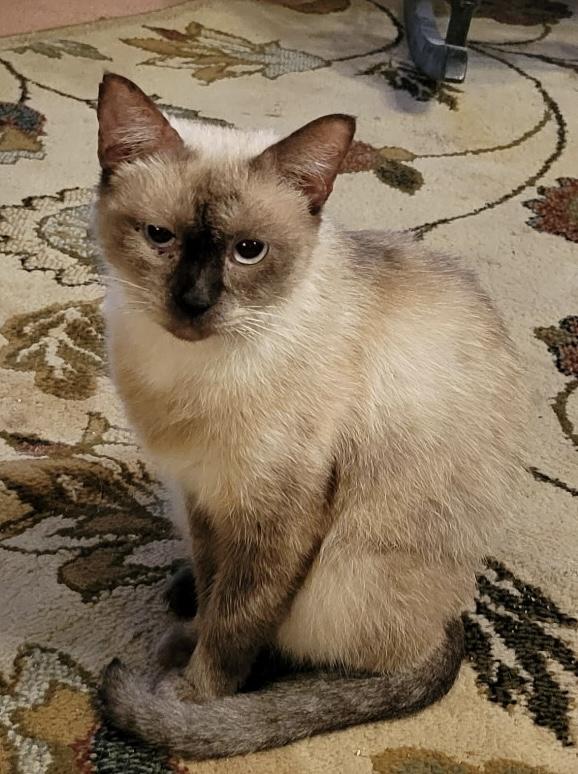 Jasmine, ADOPTABLE, Adult Female Siamese.