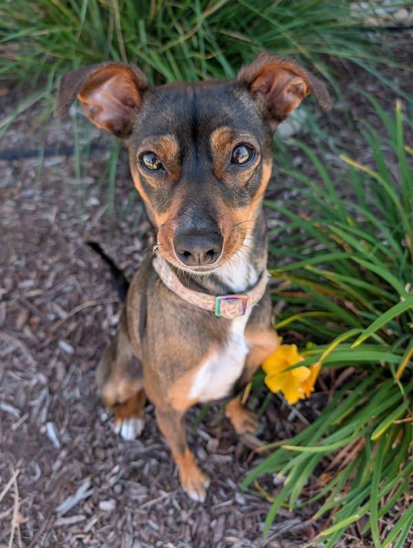 Enlarge Shine, a Adoptable mixed breed in Littleton, CO image 1/1
