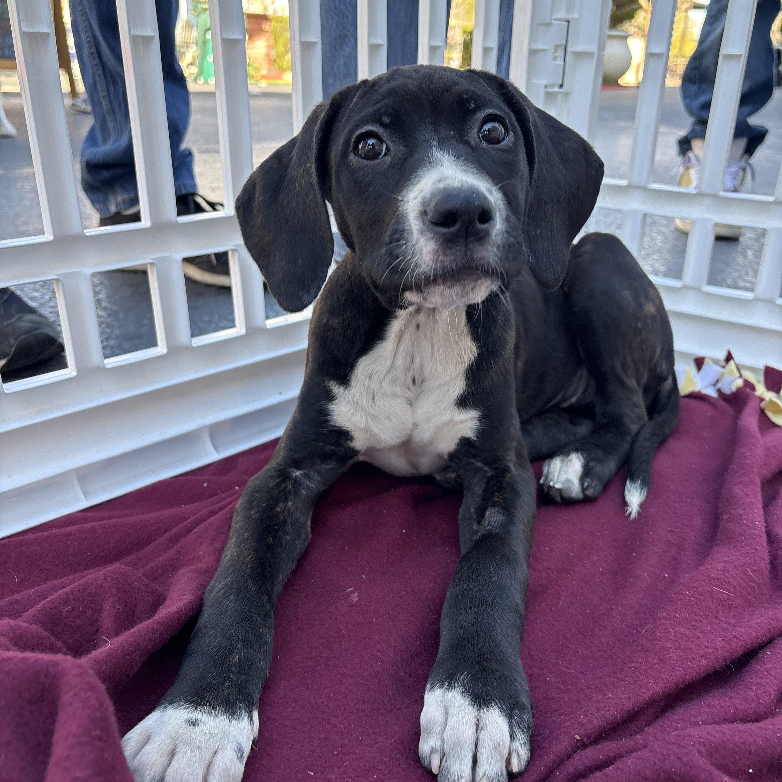 Enlarge Eggroll , a ADOPTABLE mixed breed in Henderson, NV image 2/3