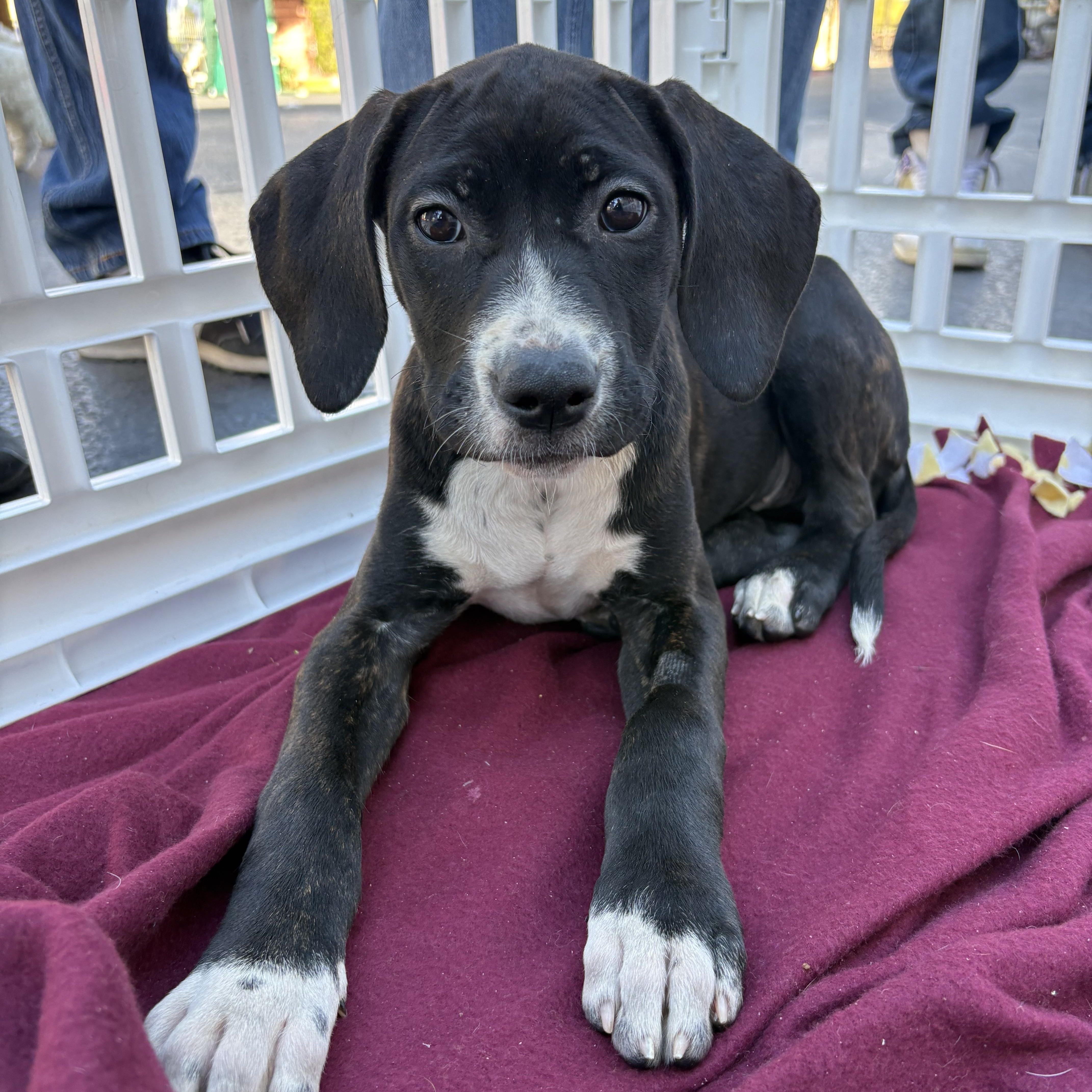 Enlarge Eggroll , a ADOPTABLE mixed breed in Henderson, NV image 1/3