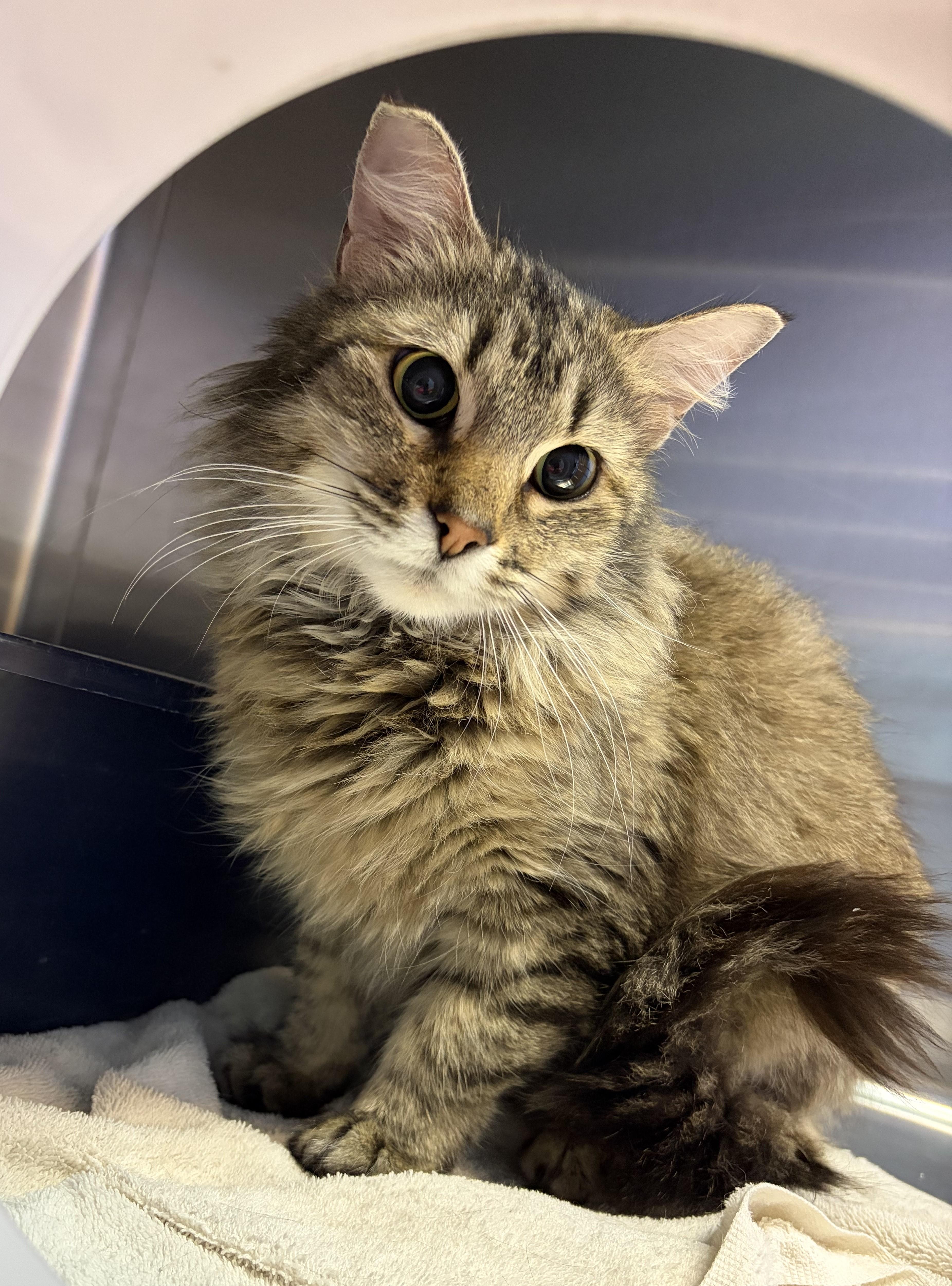 Enlarge CK, a ADOPTABLE Domestic Medium Hair in Brookings, SD image 1/3