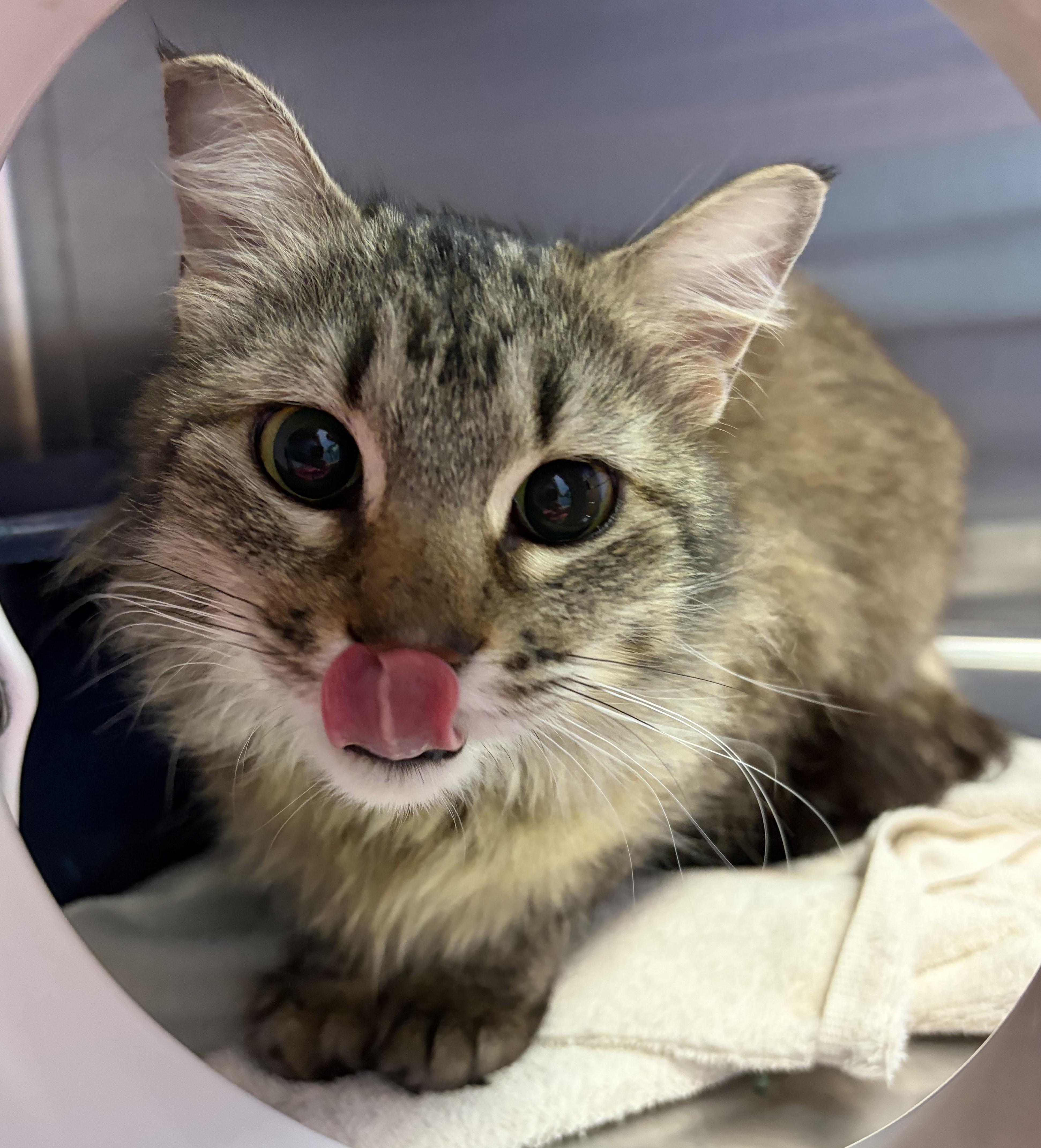 Enlarge CK, a ADOPTABLE Domestic Medium Hair in Brookings, SD image 2/3