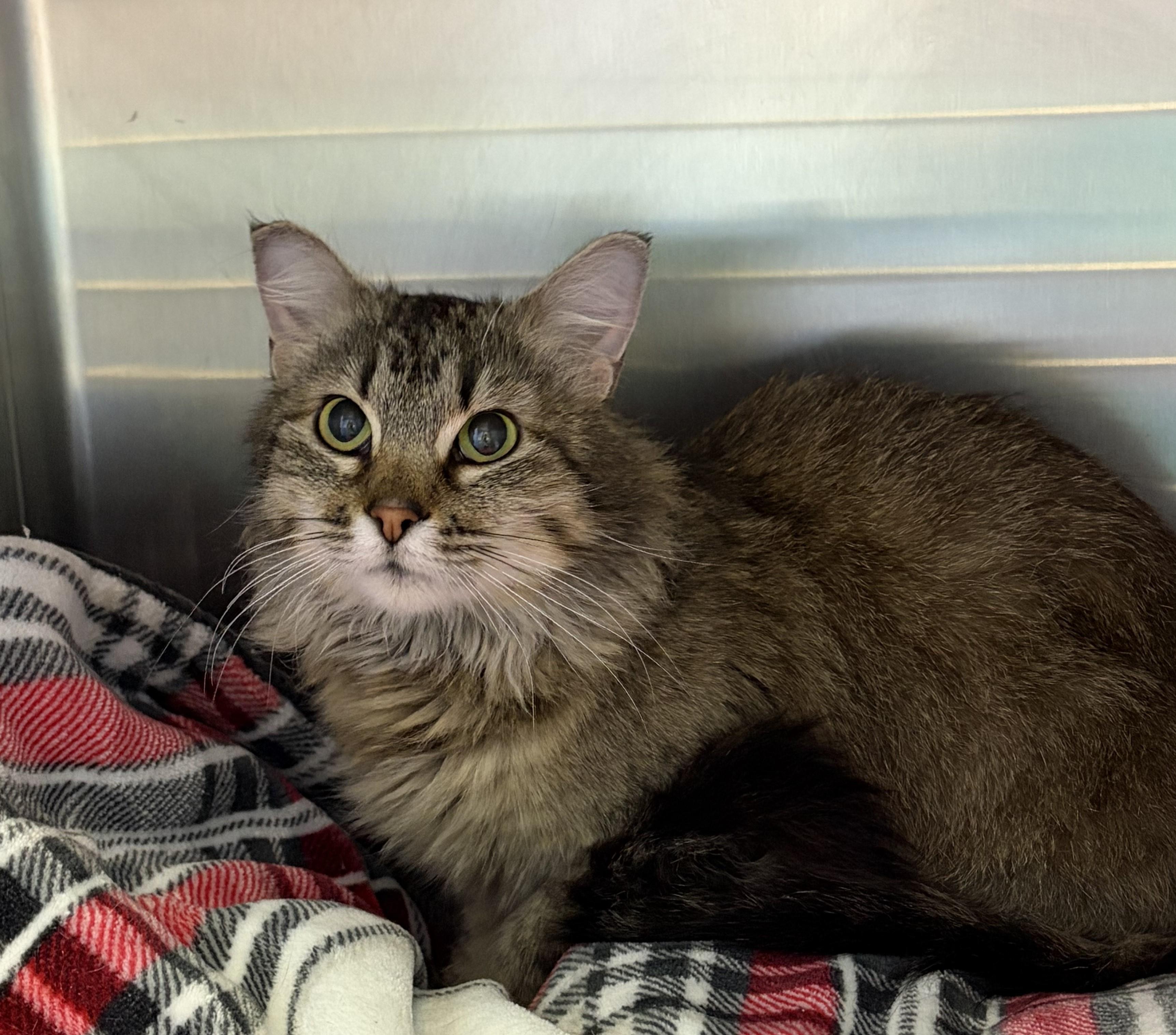 Enlarge CK, a ADOPTABLE Domestic Medium Hair in Brookings, SD image 3/3