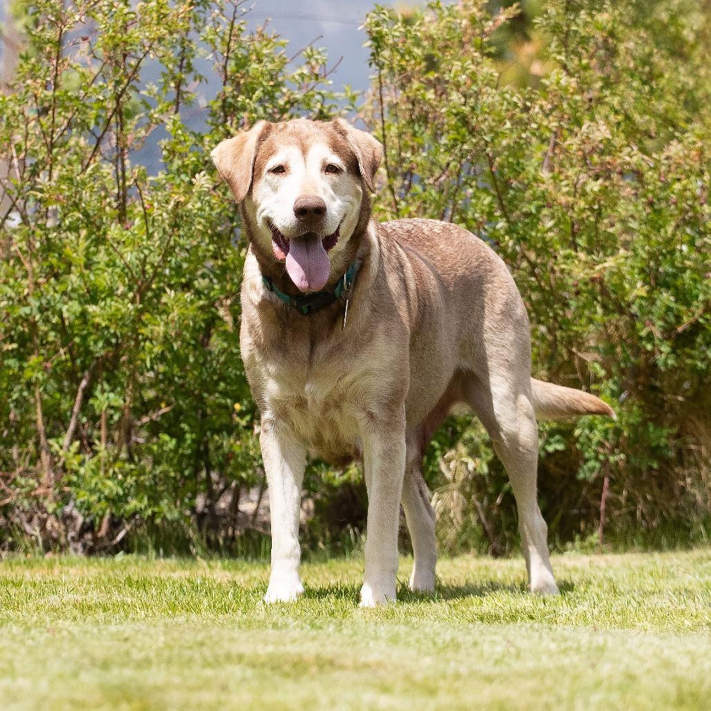 Nala, Adoptable, Adult Female Labrador Retriever & Great Pyrenees.