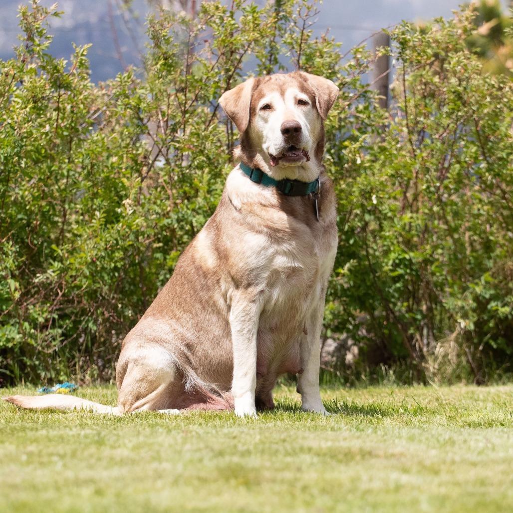 Enlarge Nala, a Adoptable mixed breed in Washoe Valley, NV image 2/2