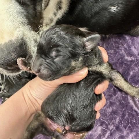 Frappe, Adoptable, Puppy Male Catahoula Leopard Dog.