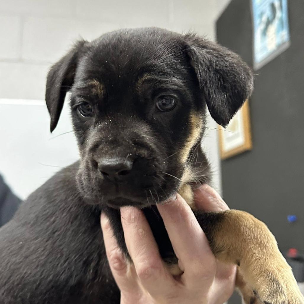 Enlarge Frappe, a Adoptable Catahoula Leopard Dog in Coos Bay, OR image 2/2