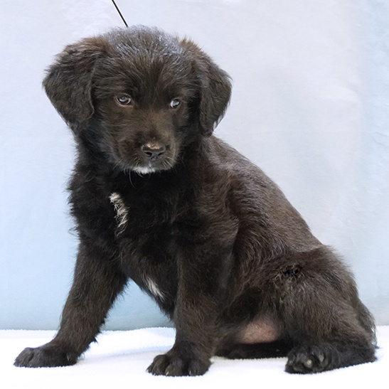 Dog for adoption Kendrick, a Standard Poodle & Golden Retriever Mix
