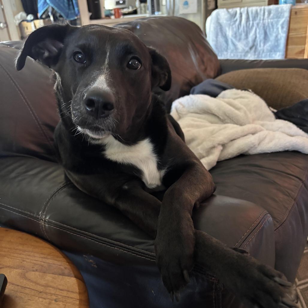 Jetta D12407, Adoptable, Adult Female Labrador Retriever & Border Collie.