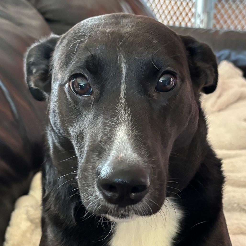 Enlarge Jetta D12407, a Adoptable mixed breed in St. Paul, MN image 2/5