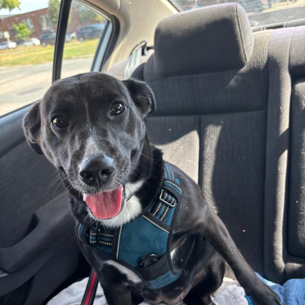 Enlarge Jetta D12407, a Adoptable mixed breed in St. Paul, MN image 3/5