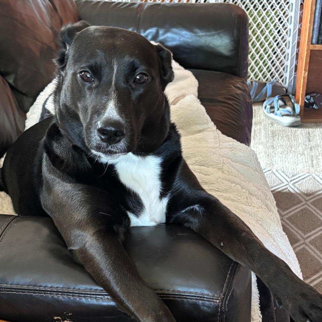 Enlarge Jetta D12407, a Adoptable mixed breed in St. Paul, MN image 4/5