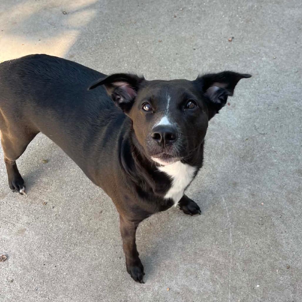 Enlarge Jetta D12407, a Adoptable mixed breed in St. Paul, MN image 5/5
