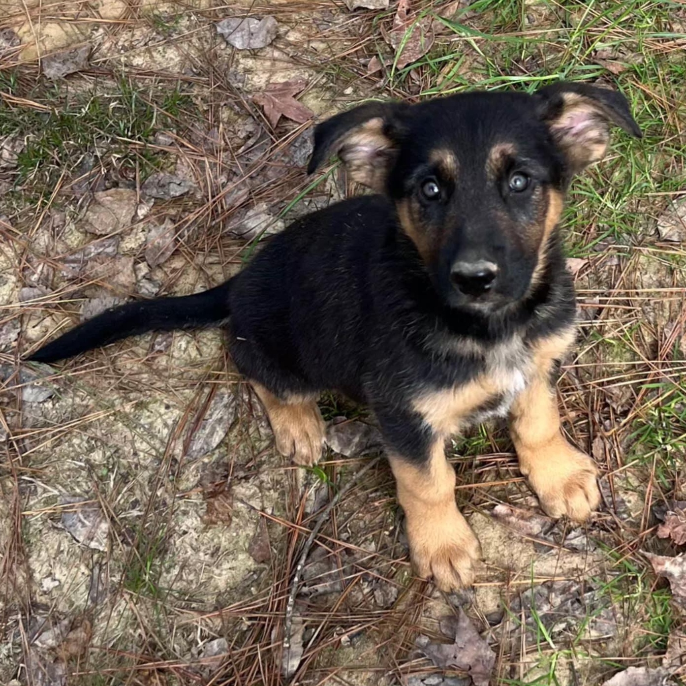 Dixie, Adoptable, Puppy Female German Shepherd Dog.
