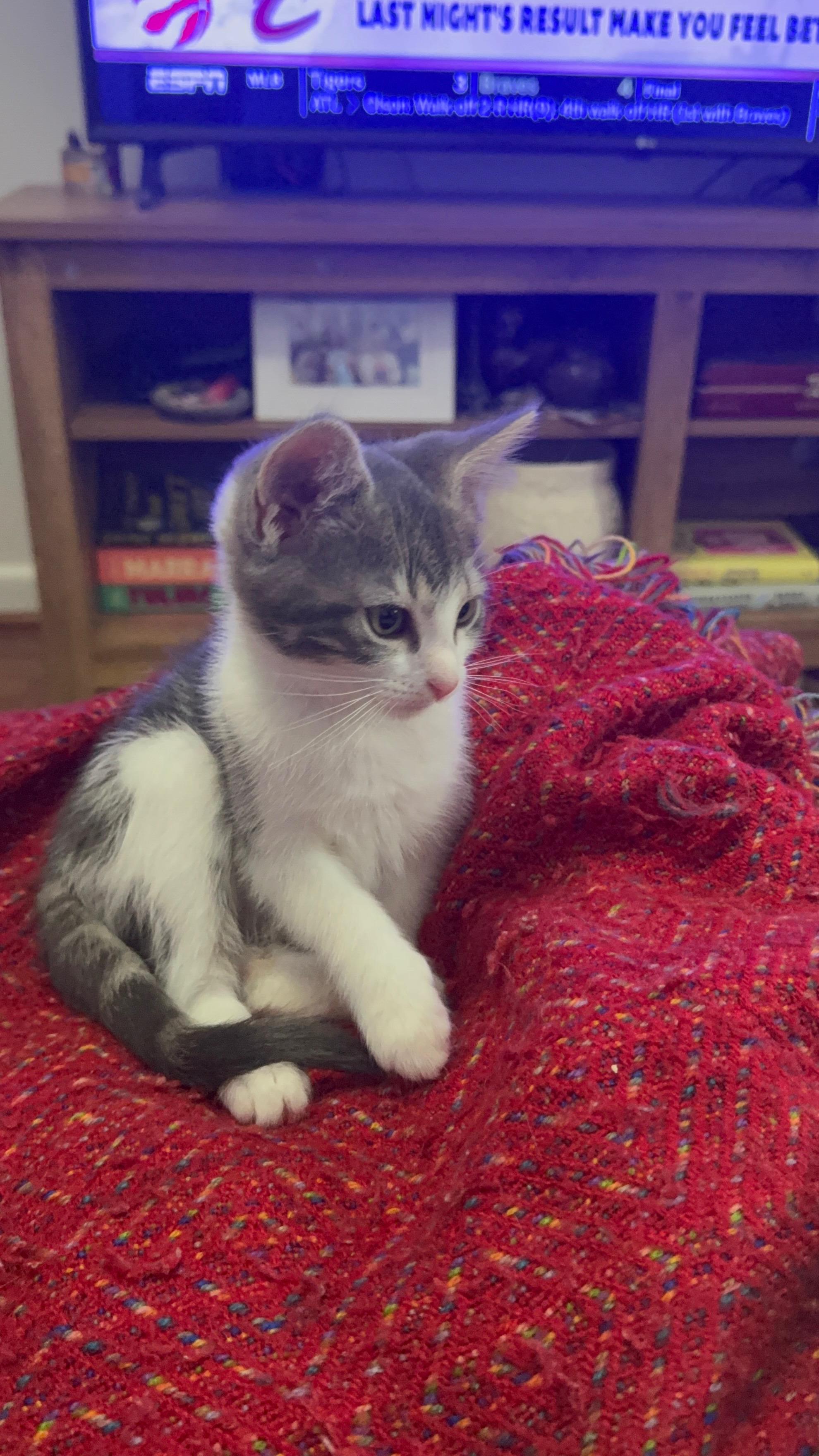 Dee, a ADOPTABLE Domestic Short Hair in Brooklyn, NY image 2/4