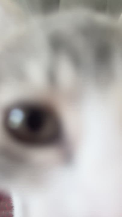 Enlarge Dee, a ADOPTABLE Domestic Short Hair in Brooklyn, NY video 4/4