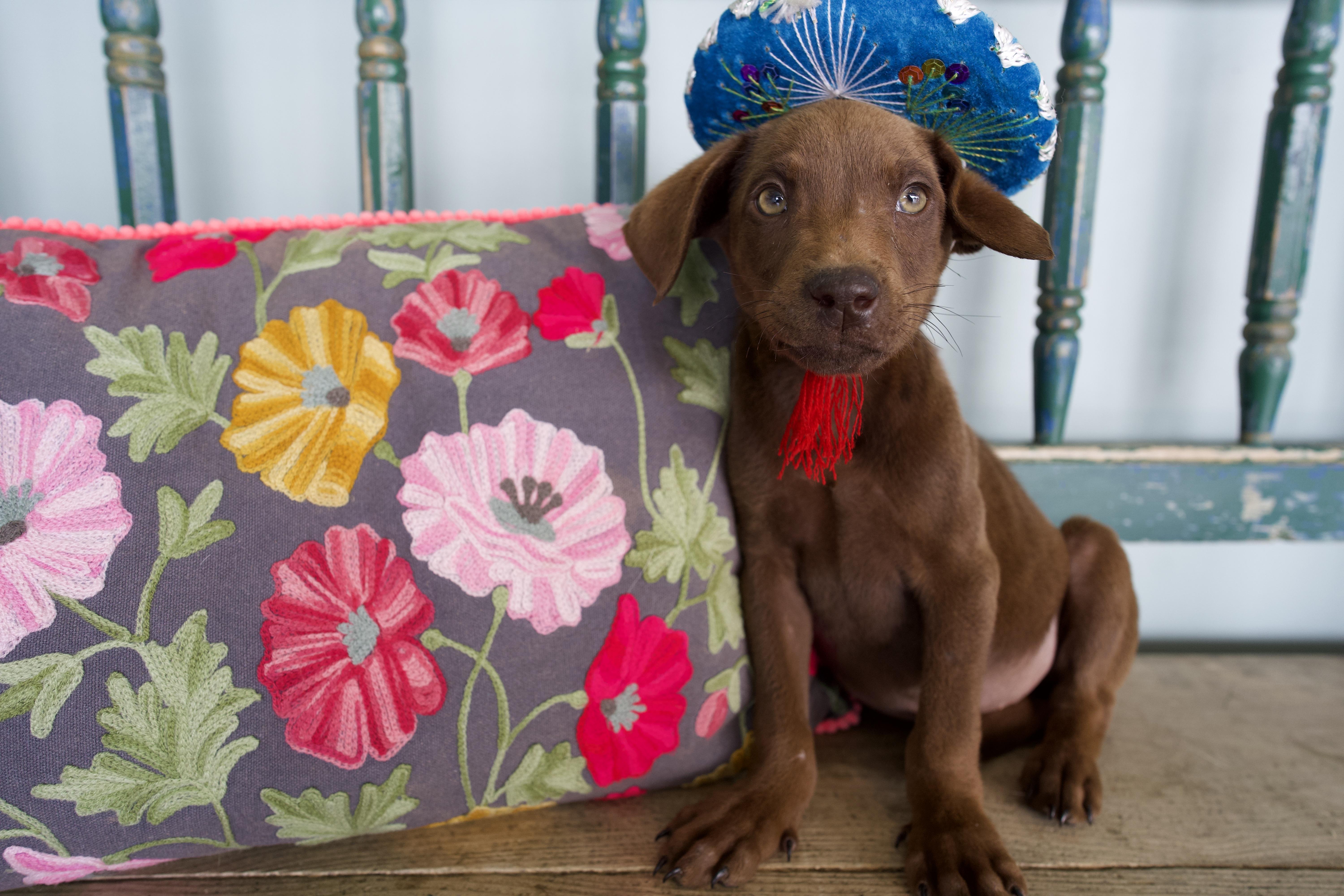 Enlarge Paddy, an adopted mixed breed in San Antonio, TX image 4/4