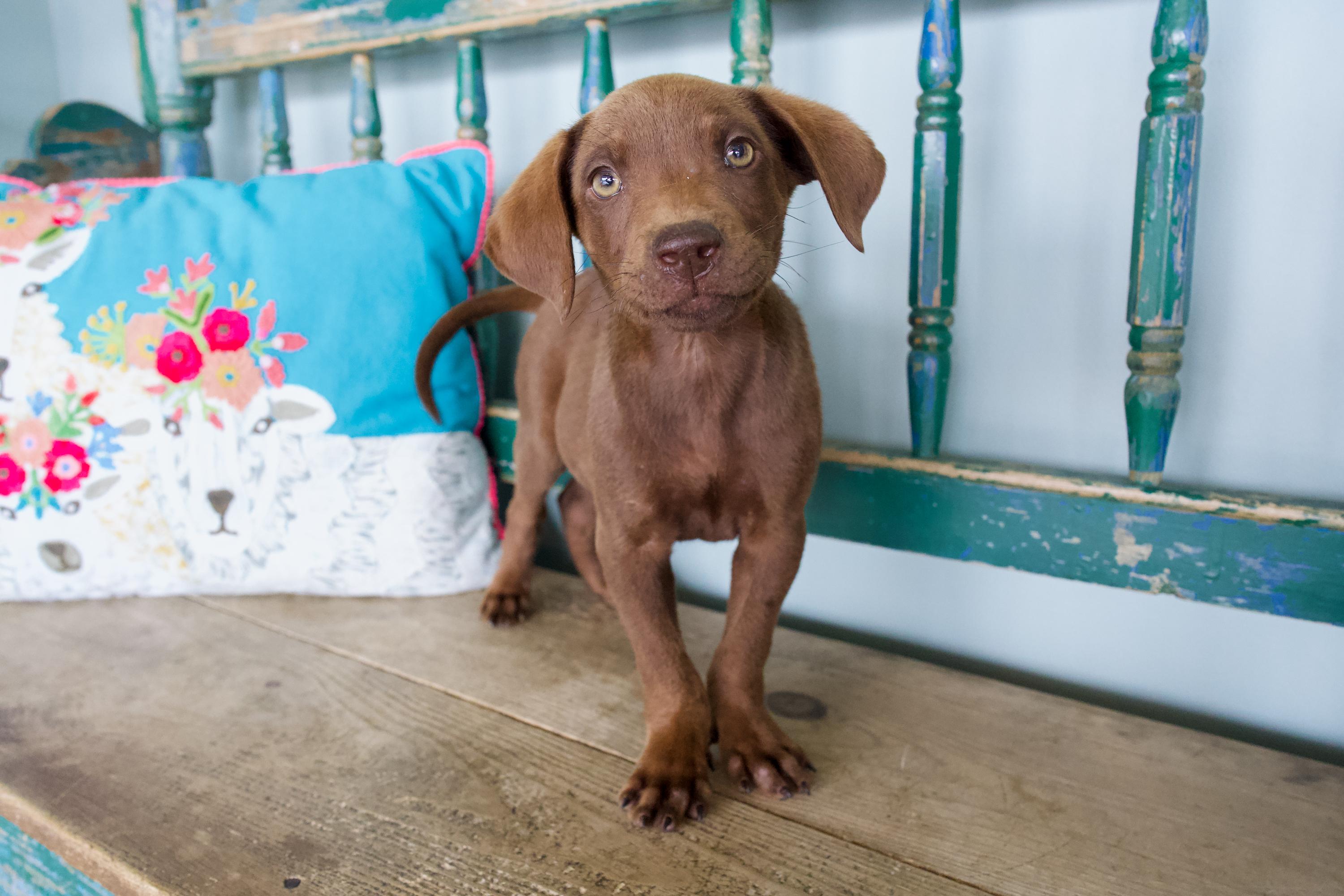 Enlarge Paddy, an adopted mixed breed in San Antonio, TX image 2/4