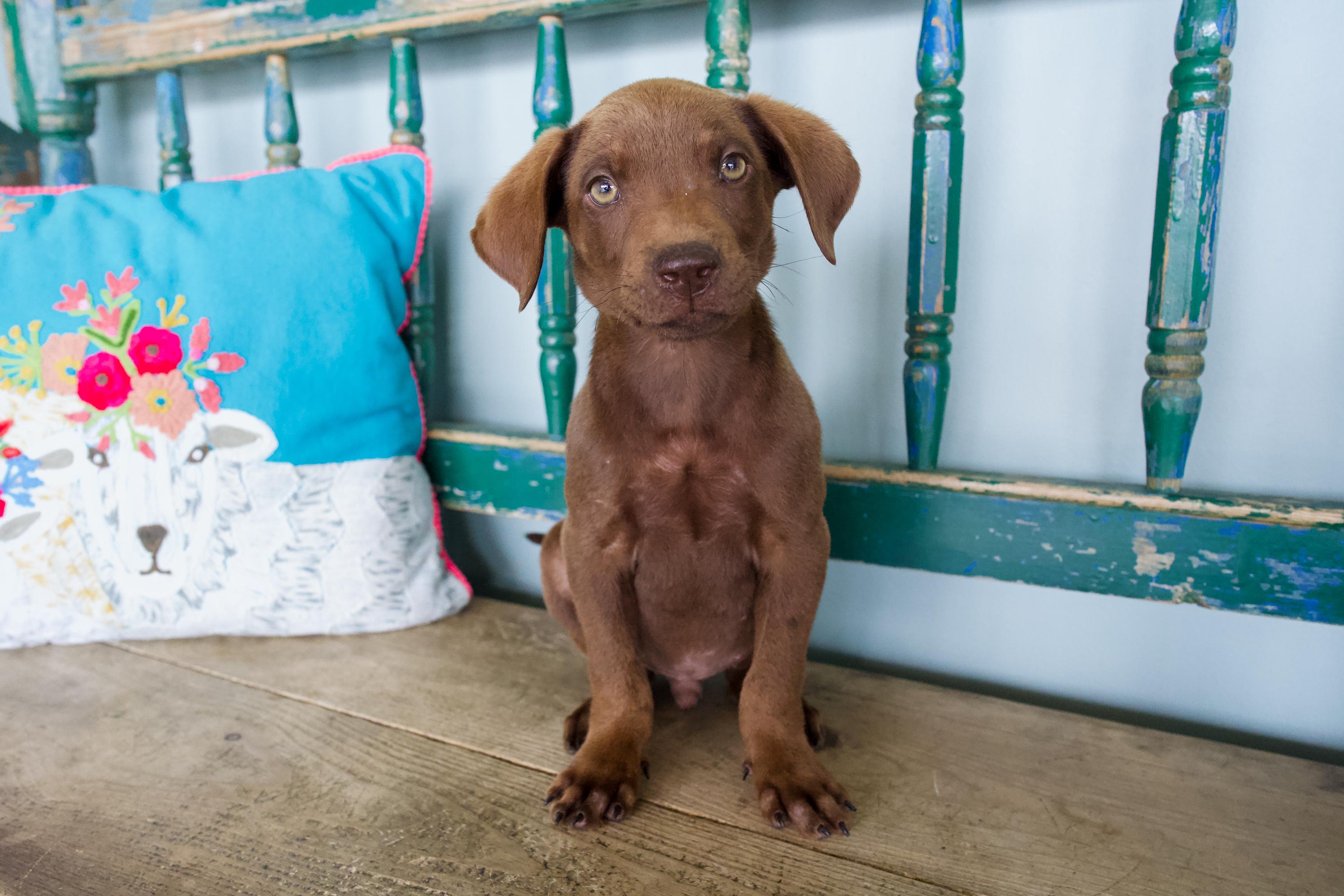 Enlarge Paddy, an adopted mixed breed in San Antonio, TX image 1/4
