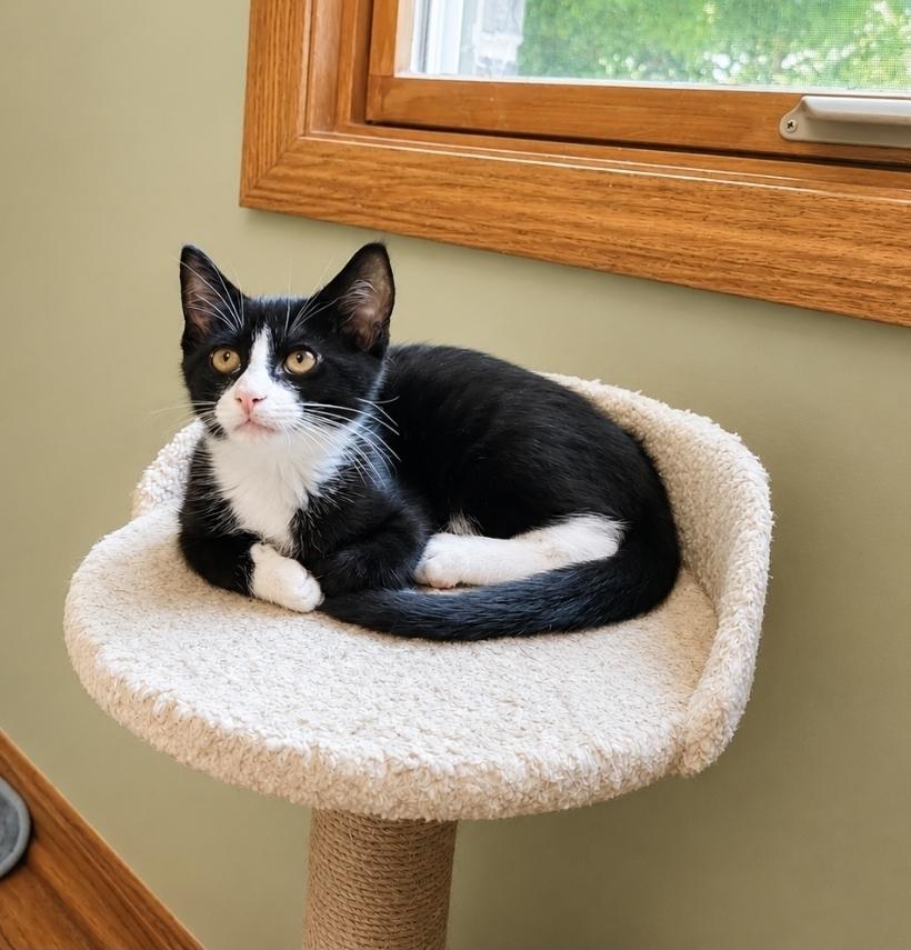 Enlarge Zucchini, a Adoptable mixed breed in Homer Glen, IL image 1/1