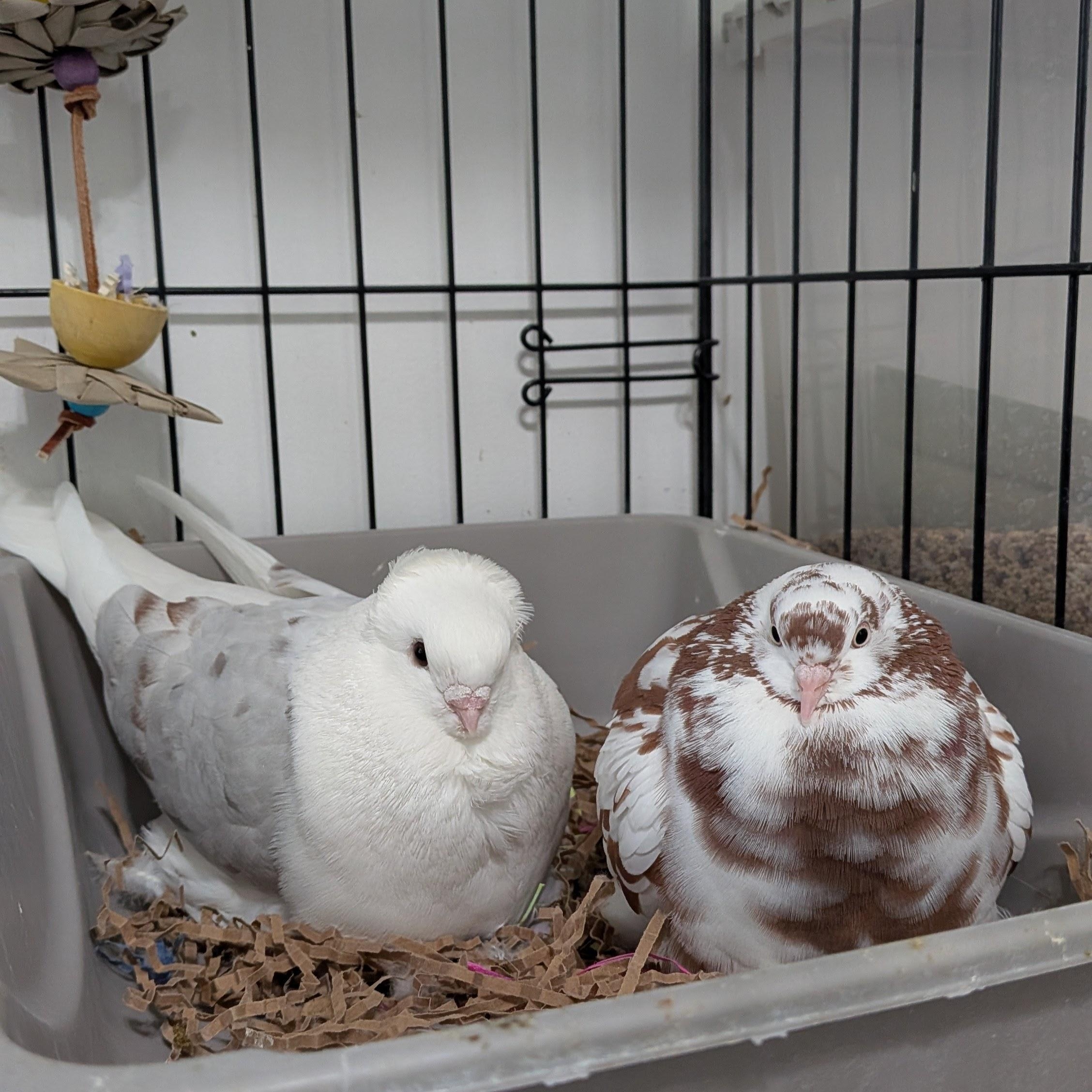 Harvey and Hetty, Adoptable, Adult Unknown Pigeon.