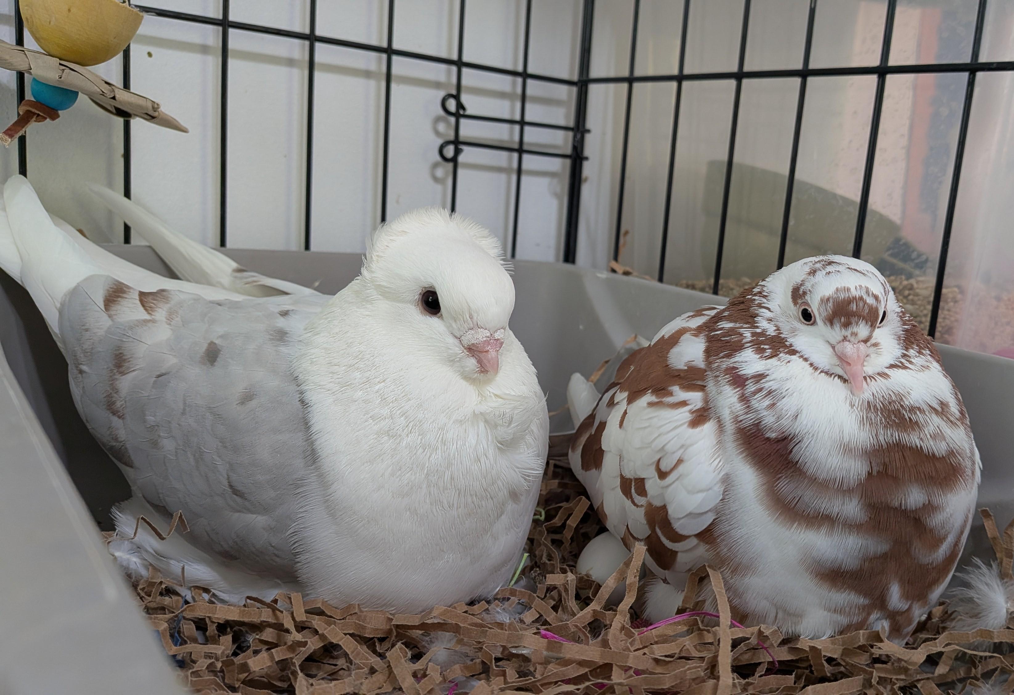 Enlarge Harvey and Hetty, a Adoptable Pigeon in Vernon Center, MN image 2/3