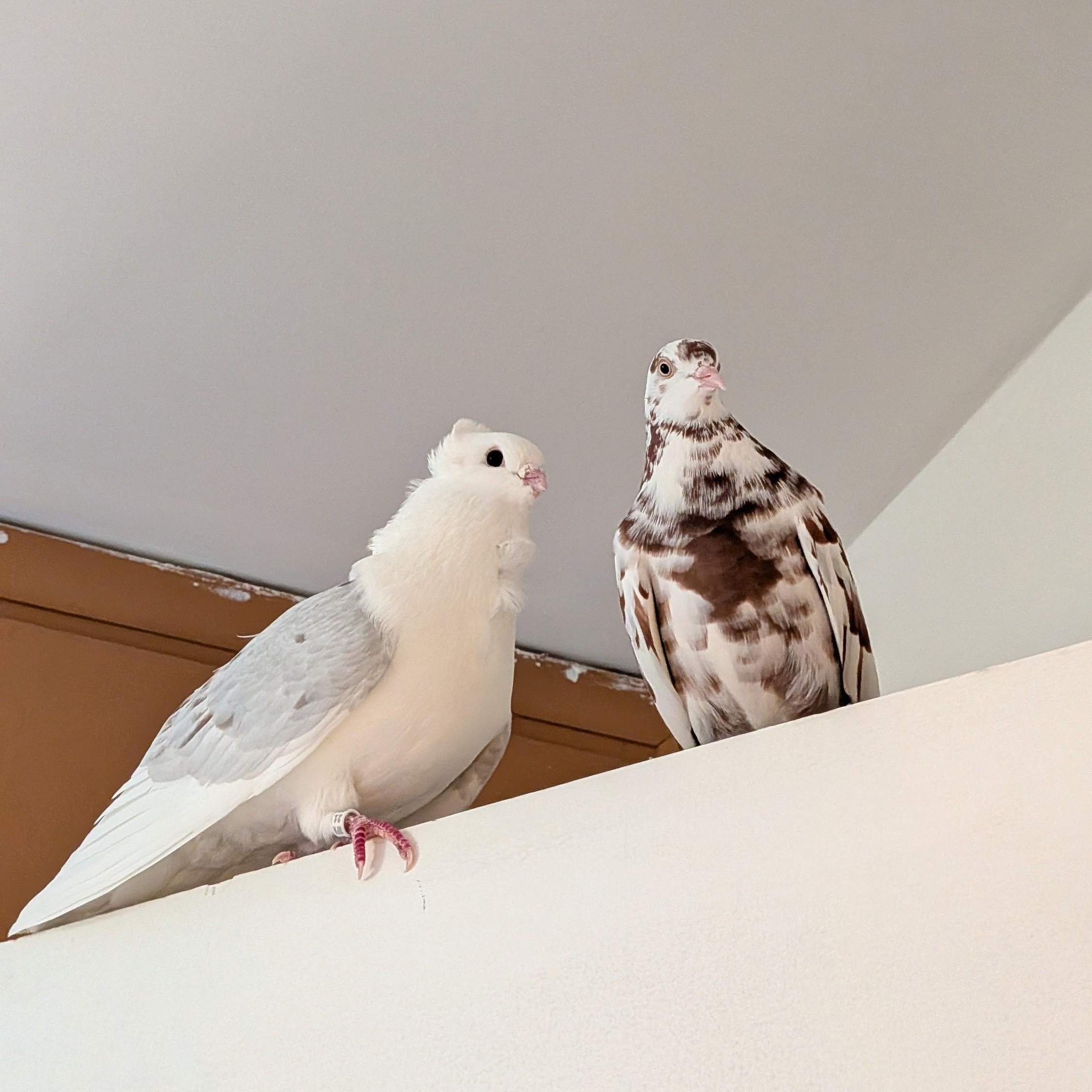 Enlarge Harvey and Hetty, a Adoptable Pigeon in Vernon Center, MN image 3/3