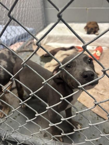 Igor, Adoptable, Puppy Male Mixed Breed & Mixed Breed.