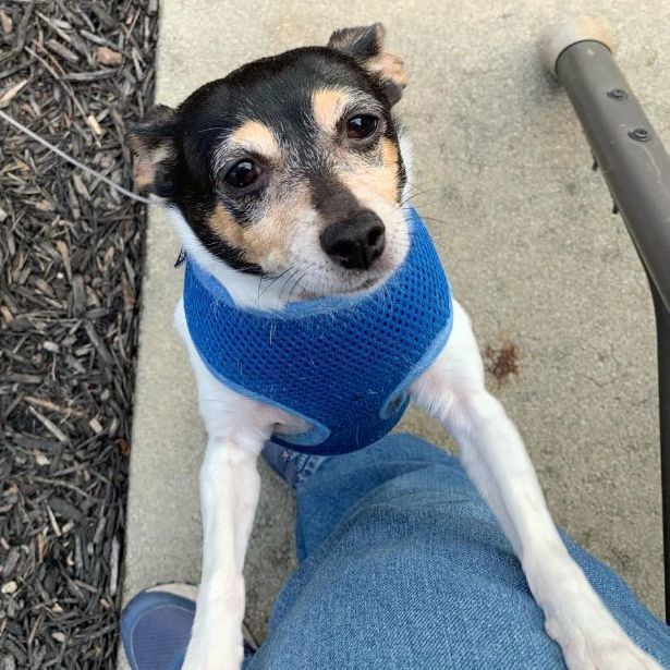Hoda in VA , Adopted, Adult Female Toy Fox Terrier.