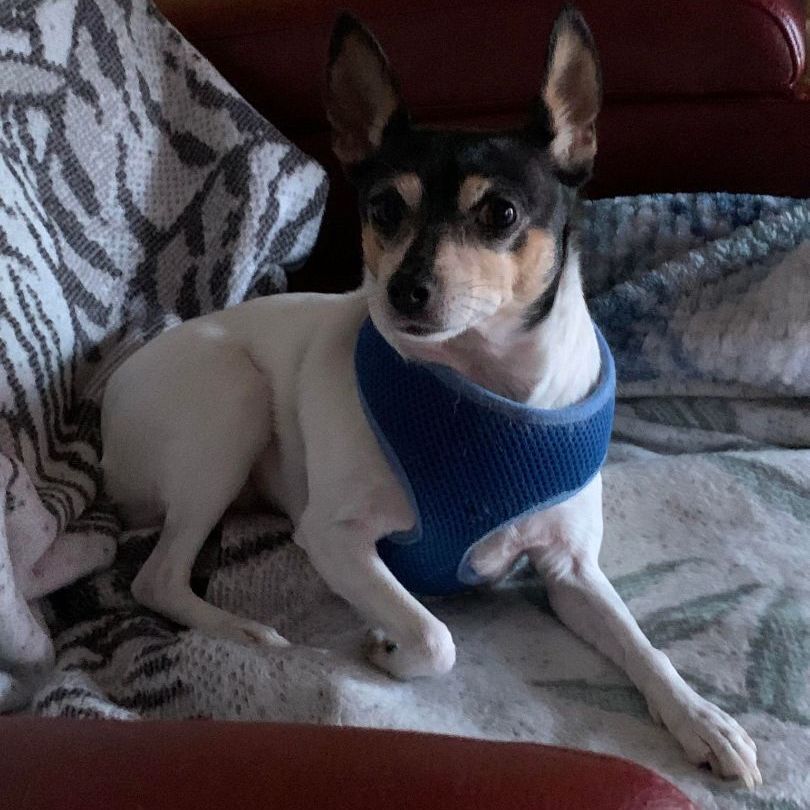 Enlarge Hoda in VA , a Adopted Toy Fox Terrier in Tulare, CA image 2/3