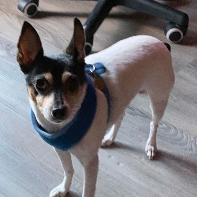 Enlarge Hoda in VA , a Adopted Toy Fox Terrier in Tulare, CA image 3/3