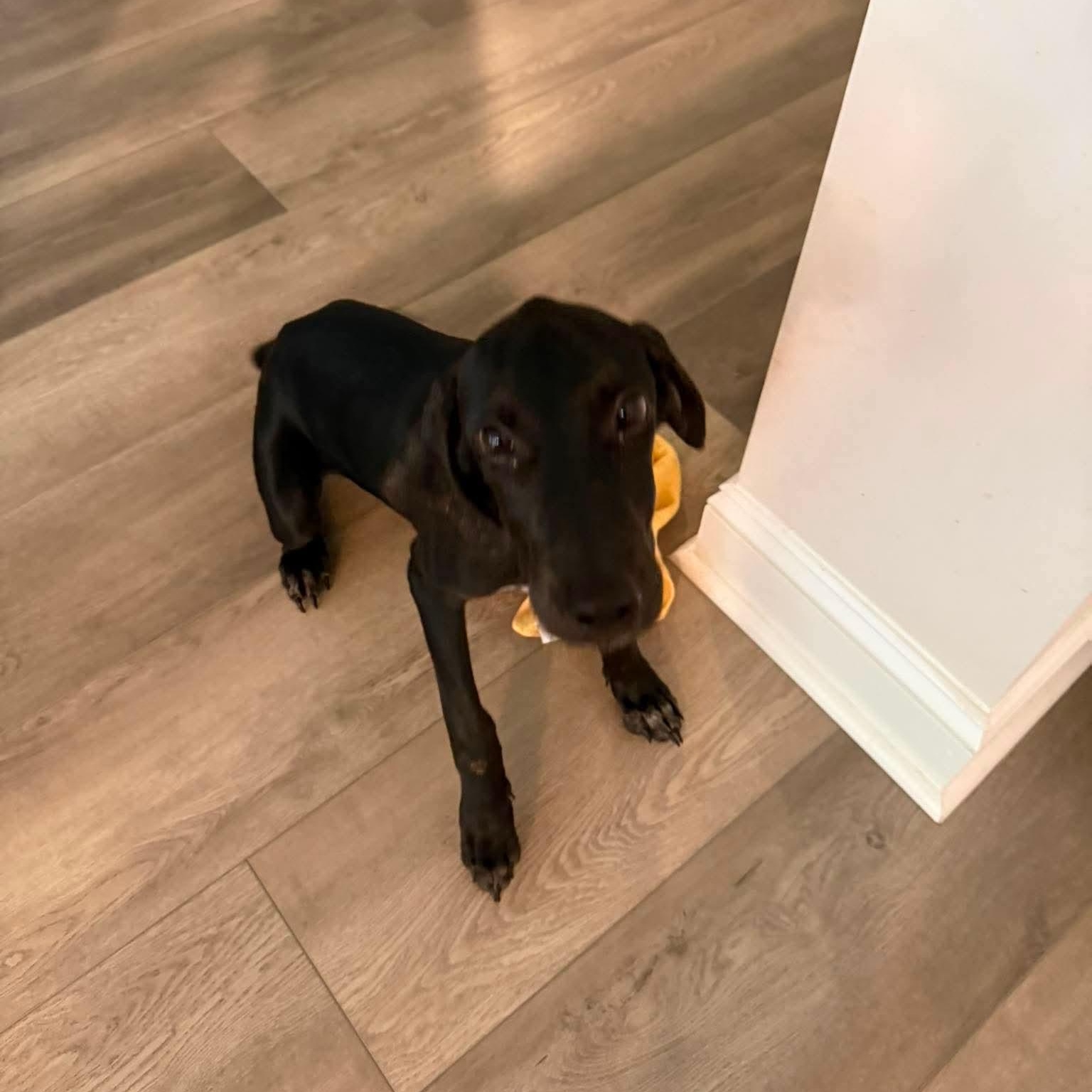 Pie, ADOPTABLE, Young Female Black Labrador Retriever.