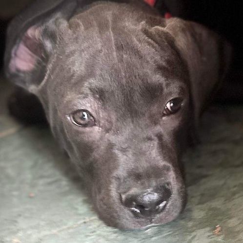 Bubba, Adopted, Puppy Male Labrador Retriever & Staffordshire Bull Terrier.