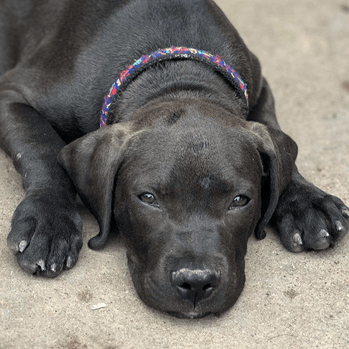 Enlarge Bubba, a Adopted mixed breed in Houston, TX image 2/8