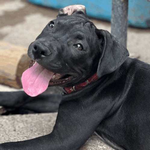 Enlarge Bubba, a Adopted mixed breed in Houston, TX image 3/8