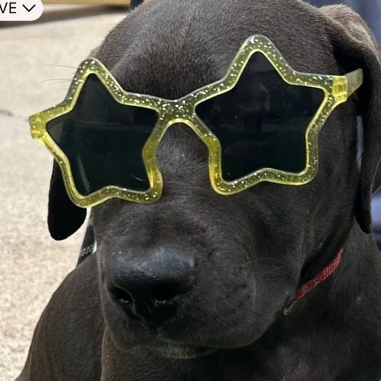 Enlarge Bubba, a Adopted mixed breed in Houston, TX image 4/8