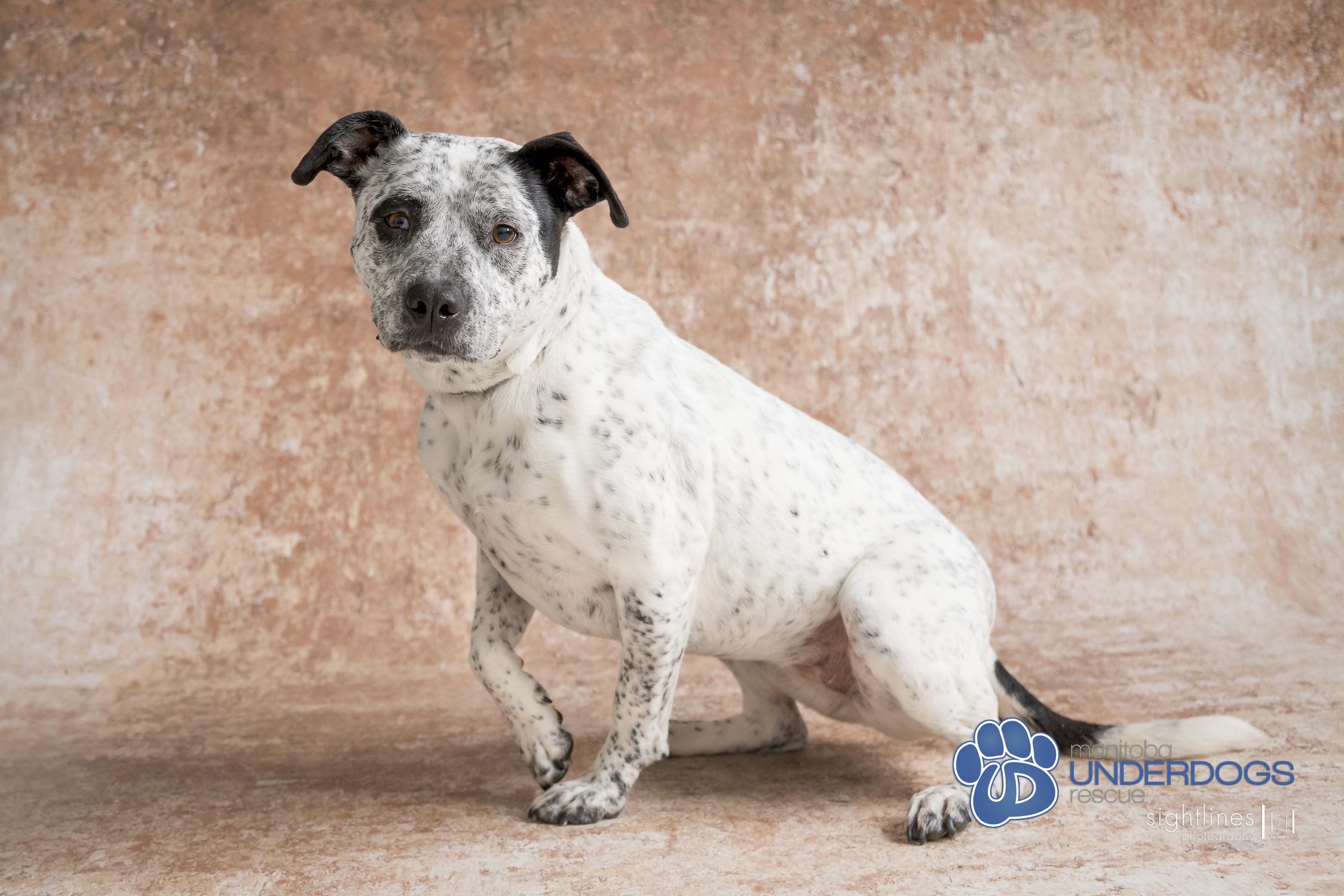 Bella, an adoptable Pit Bull Terrier, Australian Cattle Dog / Blue Heeler in Winnipeg, MB, R2M 2K2 | Photo Image 2