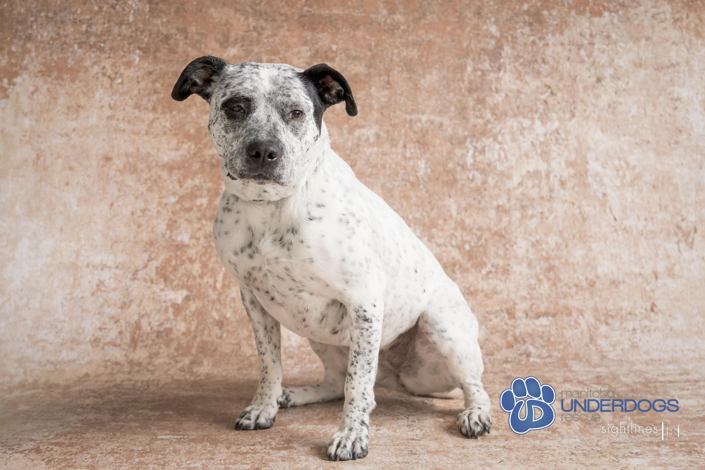 Bella, an adoptable Pit Bull Terrier, Australian Cattle Dog / Blue Heeler in Winnipeg, MB, R2M 2K2 | Photo Image 3