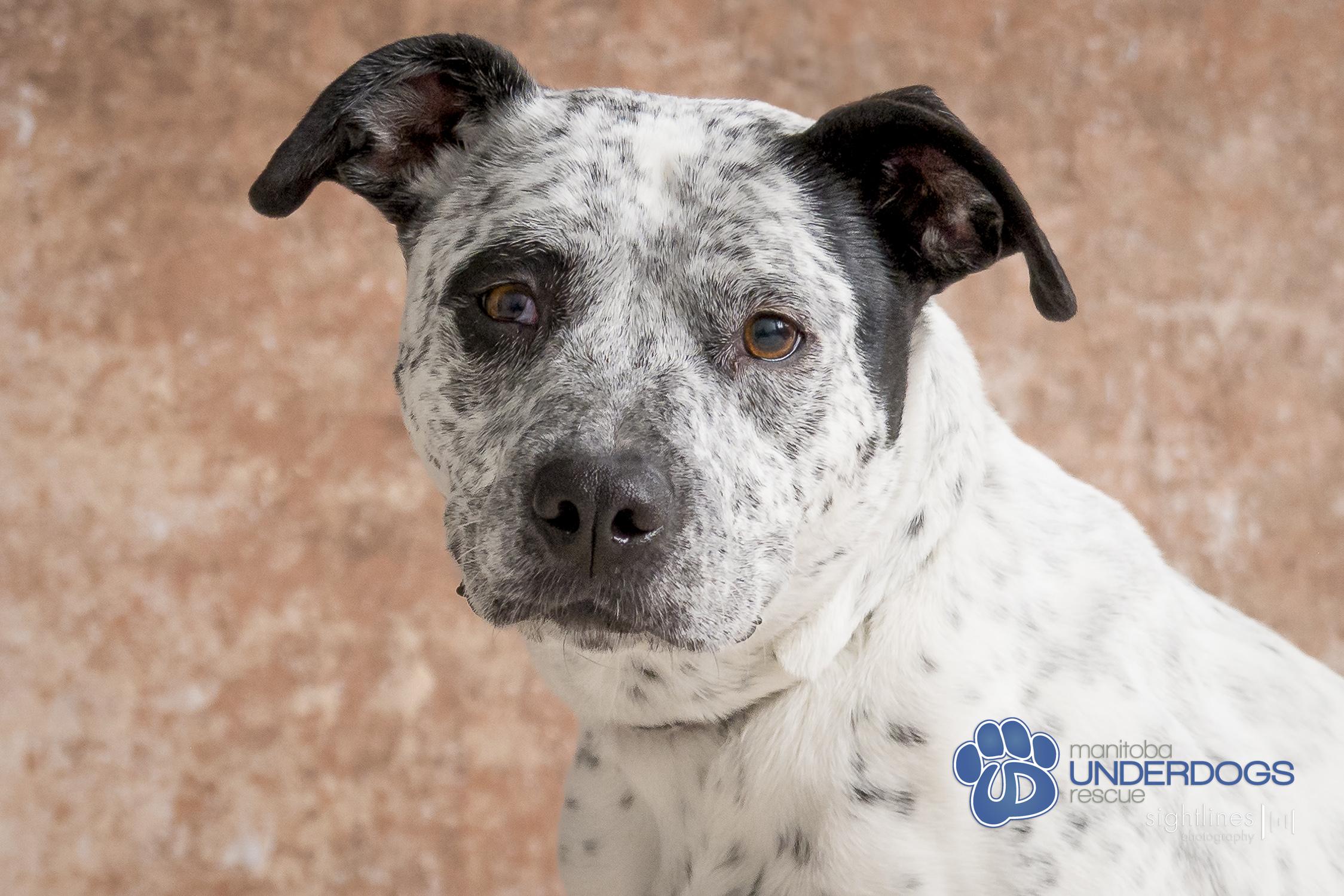 Bella, an adoptable Pit Bull Terrier, Australian Cattle Dog / Blue Heeler in Winnipeg, MB, R2M 2K2 | Photo Image 1