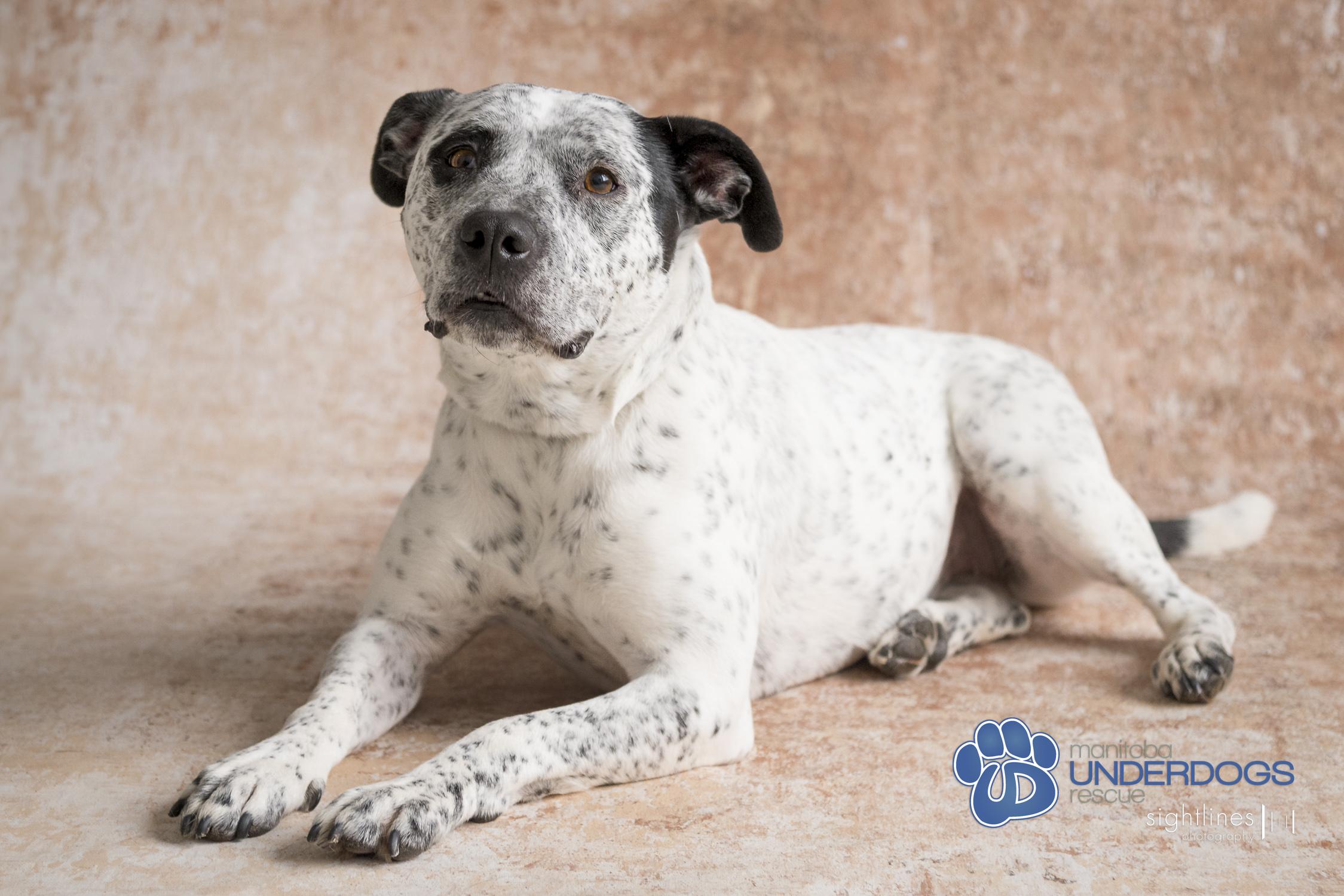 Bella, an adoptable Pit Bull Terrier, Australian Cattle Dog / Blue Heeler in Winnipeg, MB, R2M 2K2 | Photo Image 4