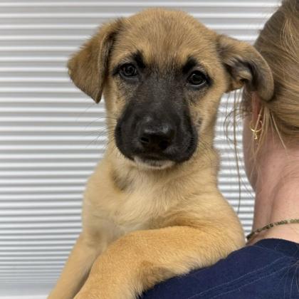 Robin, Adoptable, Puppy Female Shepherd & Mixed Breed.