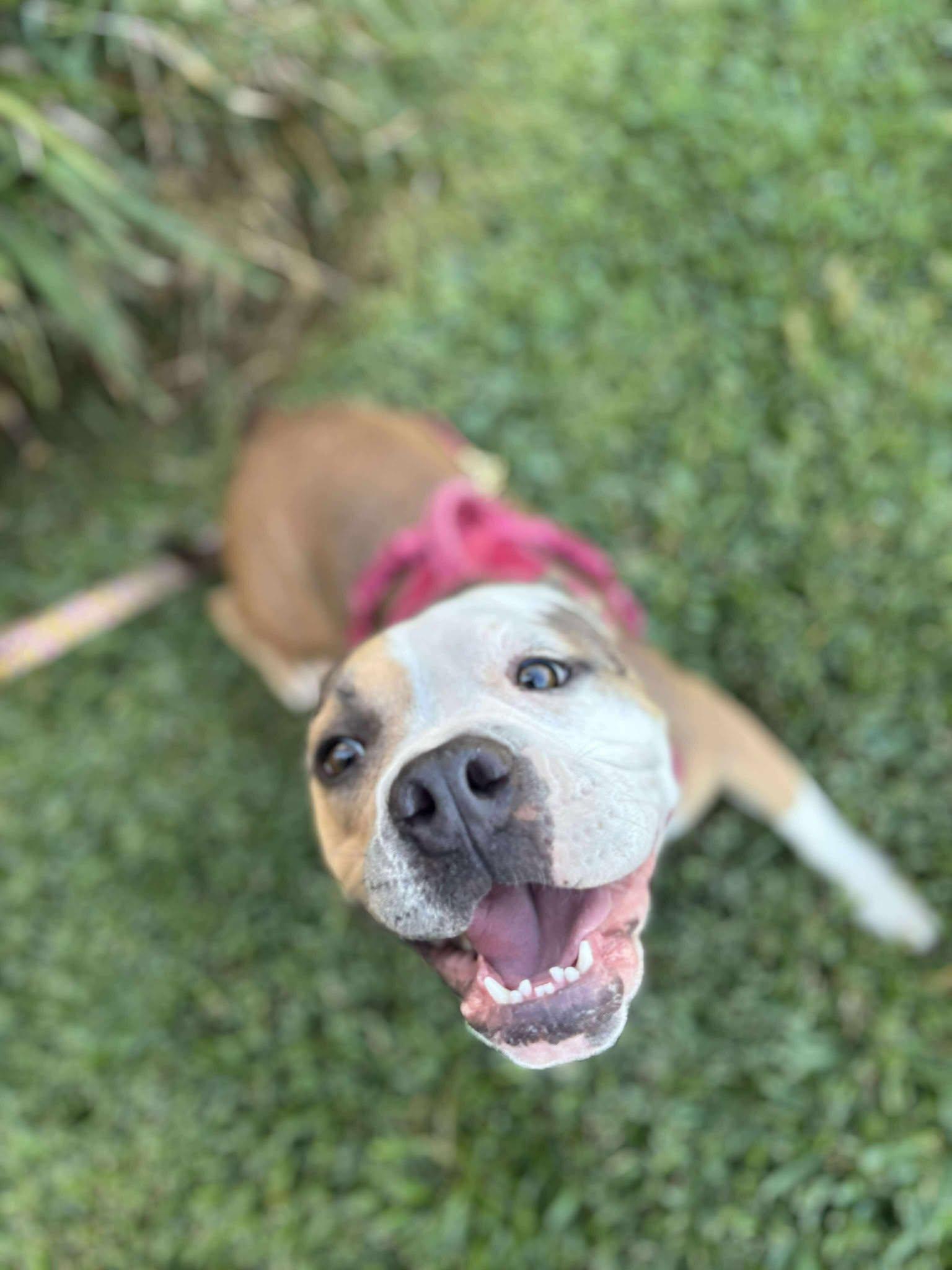Lucy, Young Female Boxer