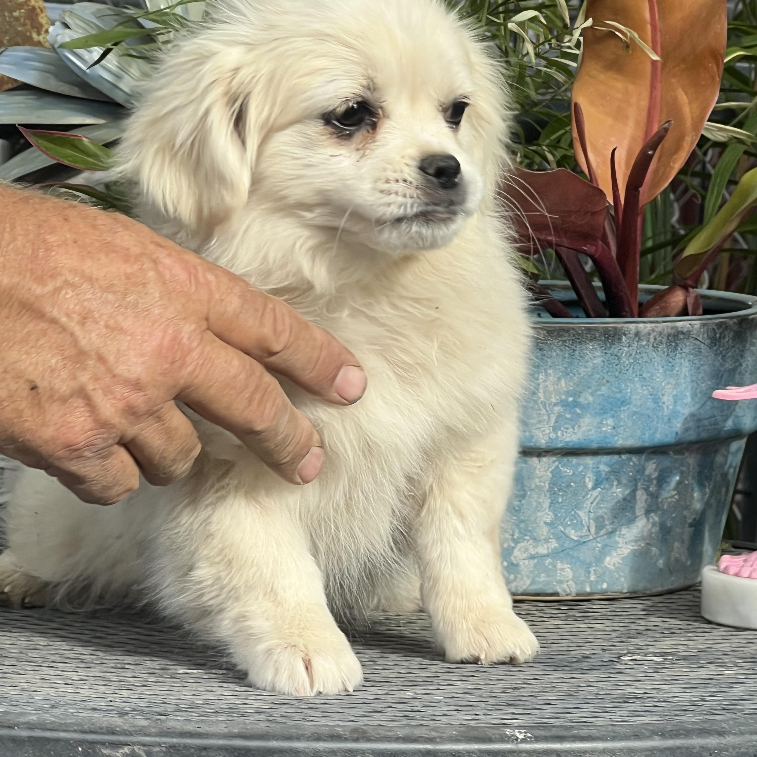 Diva , ADOPTABLE, Puppy Female Chihuahua & Pomeranian.